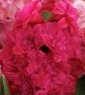 Hyacinth Double Delight