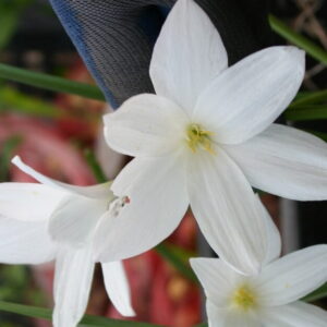 HABRANTHUS/COOPERANTHUS "SNOW WHITE"