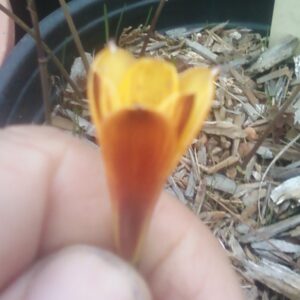 HABRANTHUS TEXANUS