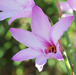 HABRANTHUS "Cherry Pink"