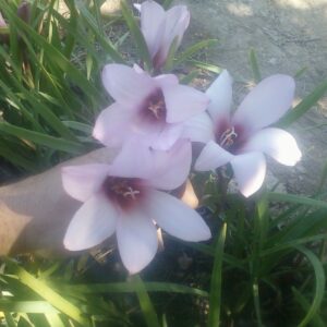 HABRANTHUS Jumbo Purple