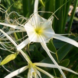 Hymenocallis Liriosme / Shinners Spider Lily