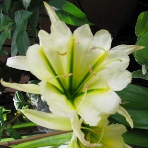 Hymenocallis Sulphur Queen