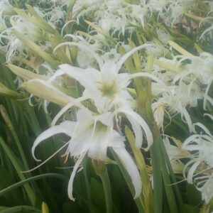 Hymenocallis Festalis