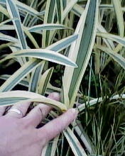 Variegated Hymenocallis