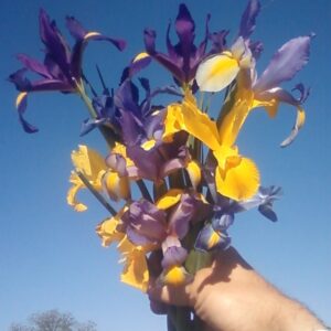 25 Dutch Iris Mix