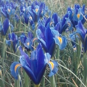 25 Dutch Iris SAPPHIRE BEAUTY