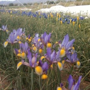 Dutch Iris ROSARIO