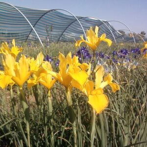 25 Dutch Iris Golden Harvest