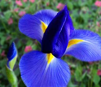 Dutch Iris RENDEZVOUS
