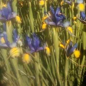 Dutch Iris MISS SAIGON