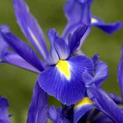 Dutch Iris BLUE MAGIC