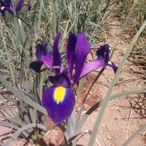 Dutch Iris Tigris
