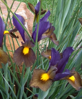 Dutch Iris "Tiger Eye"
