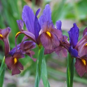 English Iris King of the Blues