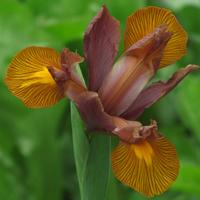 25 Dutch Iris "Bronze Perfection"