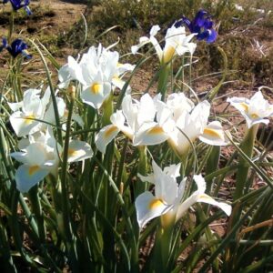 Dutch Iris Casa Blanca