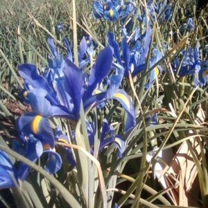Dutch Iris Telstar