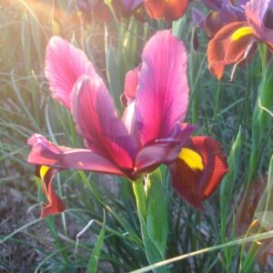 Dutch Iris Red Ember