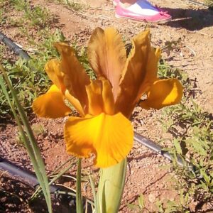 Dutch Iris Bronze Perfection