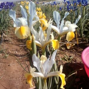 Dutch Iris Symphony