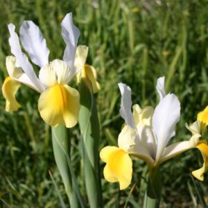 Dutch Iris Apollo