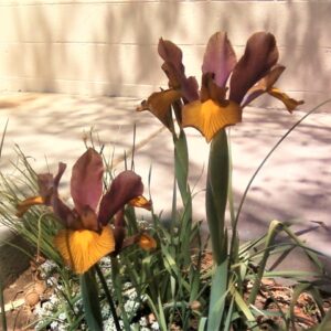 Dutch Iris "Lion King"