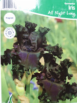 Bearded Iris All Night Long