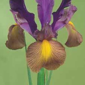 Dutch Iris GIPSY BEAUTY