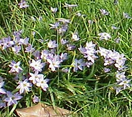 50 Ipheion Uniflorum