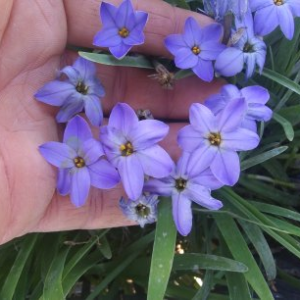 25 Ipheion Rolf Fiedler