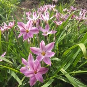 25 Ipheion Charlotte Bishop