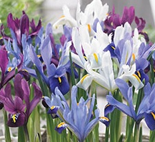 10 Iris Reticulata Mix