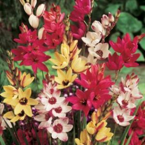 25 IXIA MIX