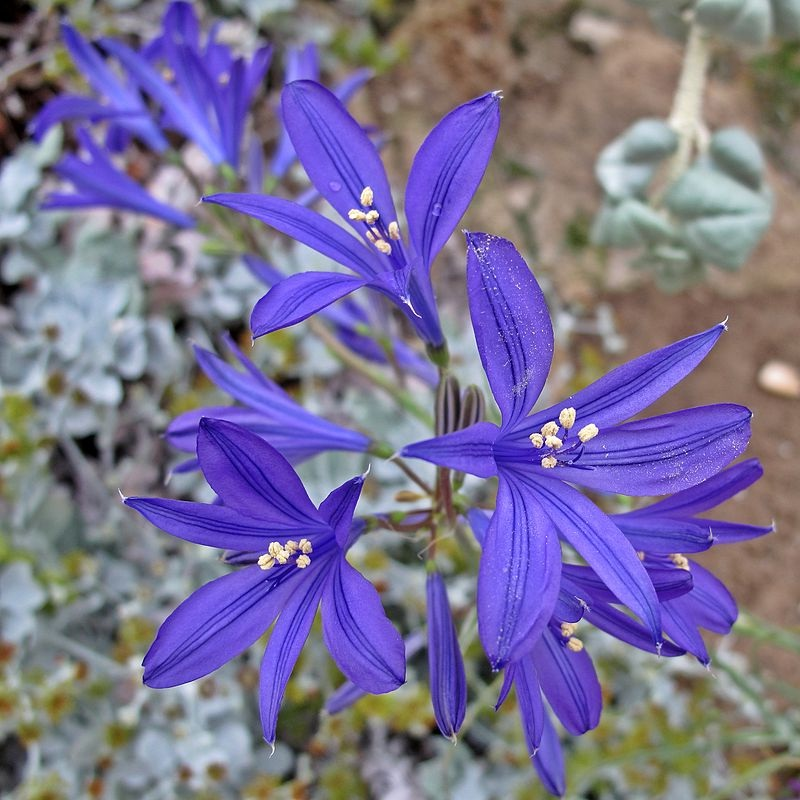 Ixiolirion Tataricum