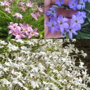 25 Ipheion Premium Mix