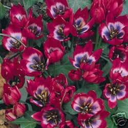 Little Beauty Species Tulips