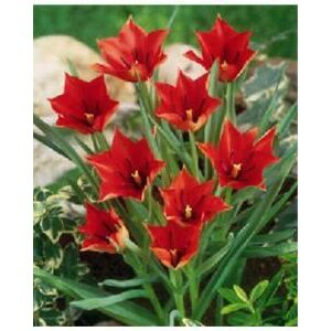 Red Linifolia Species Tulips