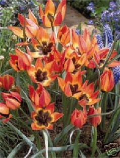 Little Princess Species Tulips