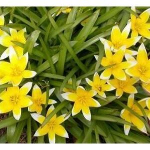Tarda Species Tulips