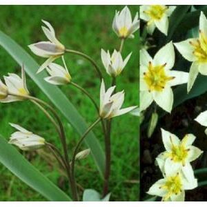 Turkestanica Species Tulips