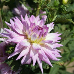 Karma Dahlia Amanda