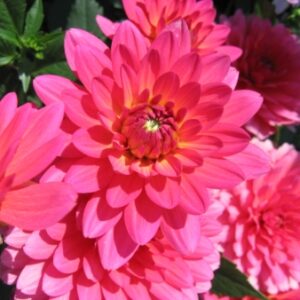 Karma Dahlia Fuchsiana