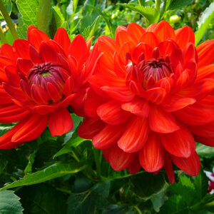 Karma Dahlia Irene