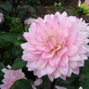 Karma Dahlia Prospero