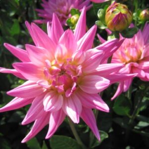 Karma Dahlia Pink Corona
