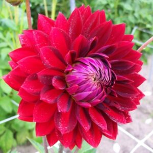 Karma Dahlia Royal Sea