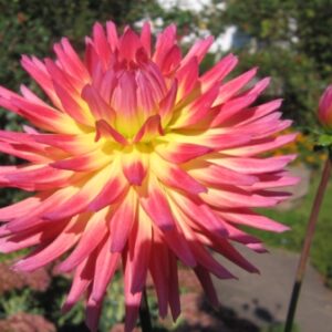 Karma Dahlia Sangria