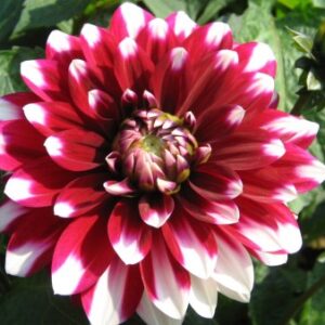 Karma Dahlia Ying Yang