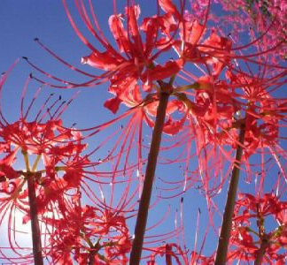 Lycoris Radiata - RED SPIDER LILY